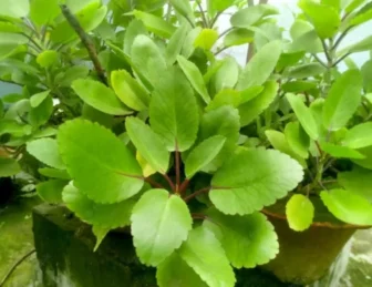 Ranakalli:Explore Bryophyllum Pinnatum’s Healing Benefits