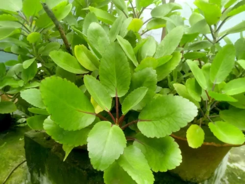 You are currently viewing Ranakalli:Explore Bryophyllum Pinnatum’s Healing Benefits