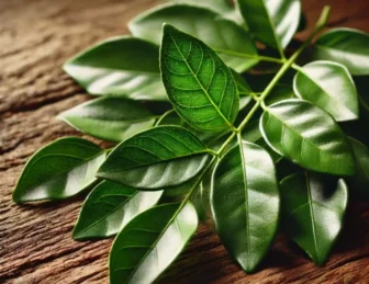Exploring the Health Benefits of Curry Leaves
