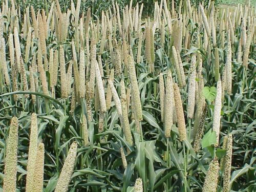 You are currently viewing The Benefits of Pearl Millet: Nutrition, Uses & Recipes