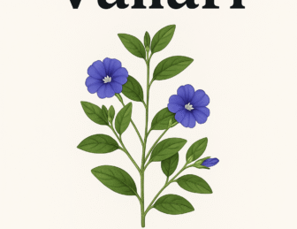 The Health Benefits of Vallari Keerai: A Powerful Ayurvedic Herb.