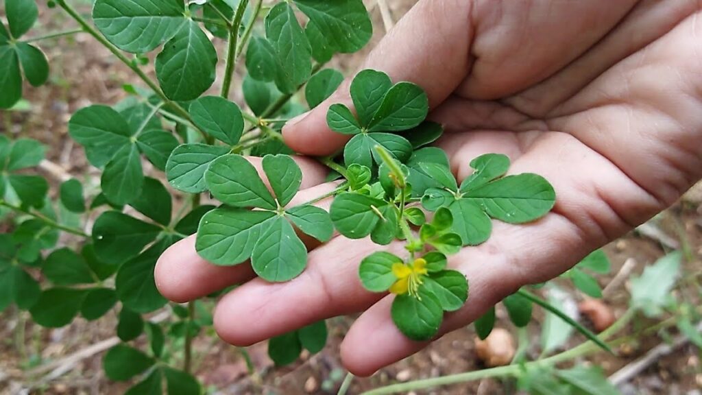 The Benefits of Naai Kadu.
