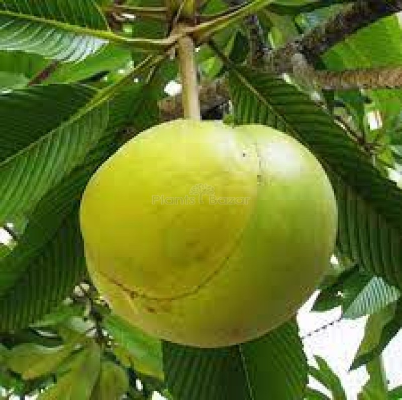 Forgotten Fruits in India-Chalta