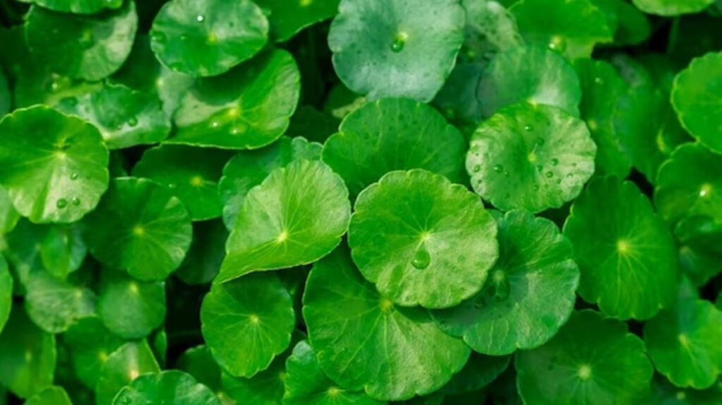 The Health Benefits of Vallari Keerai