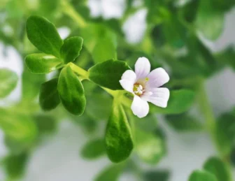 The Health Benefits of Brahmi Leaves: Ancient Ayurvedic Wisdom for Modern Wellness