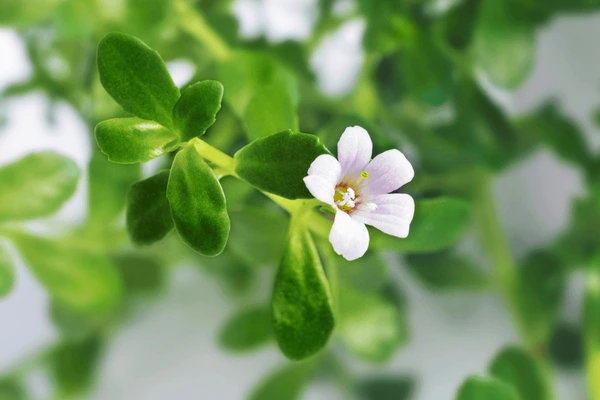 You are currently viewing The Health Benefits of Brahmi Leaves: Ancient Ayurvedic Wisdom for Modern Wellness
