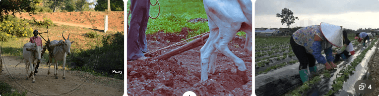 Natural Movement as Daily Fitness of Farming Communities