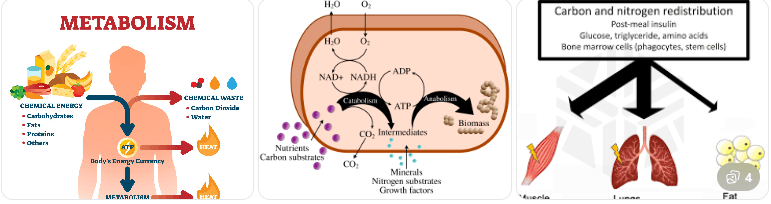 Nutrition Supports a Healthy Metabolism
