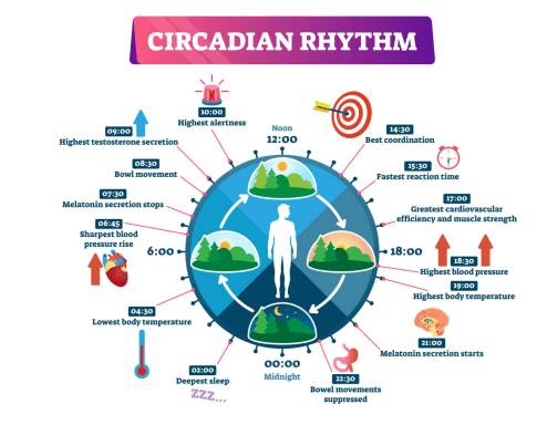 24-hour circadian rhythm chart for a healthy daily routine for long-term wellness.